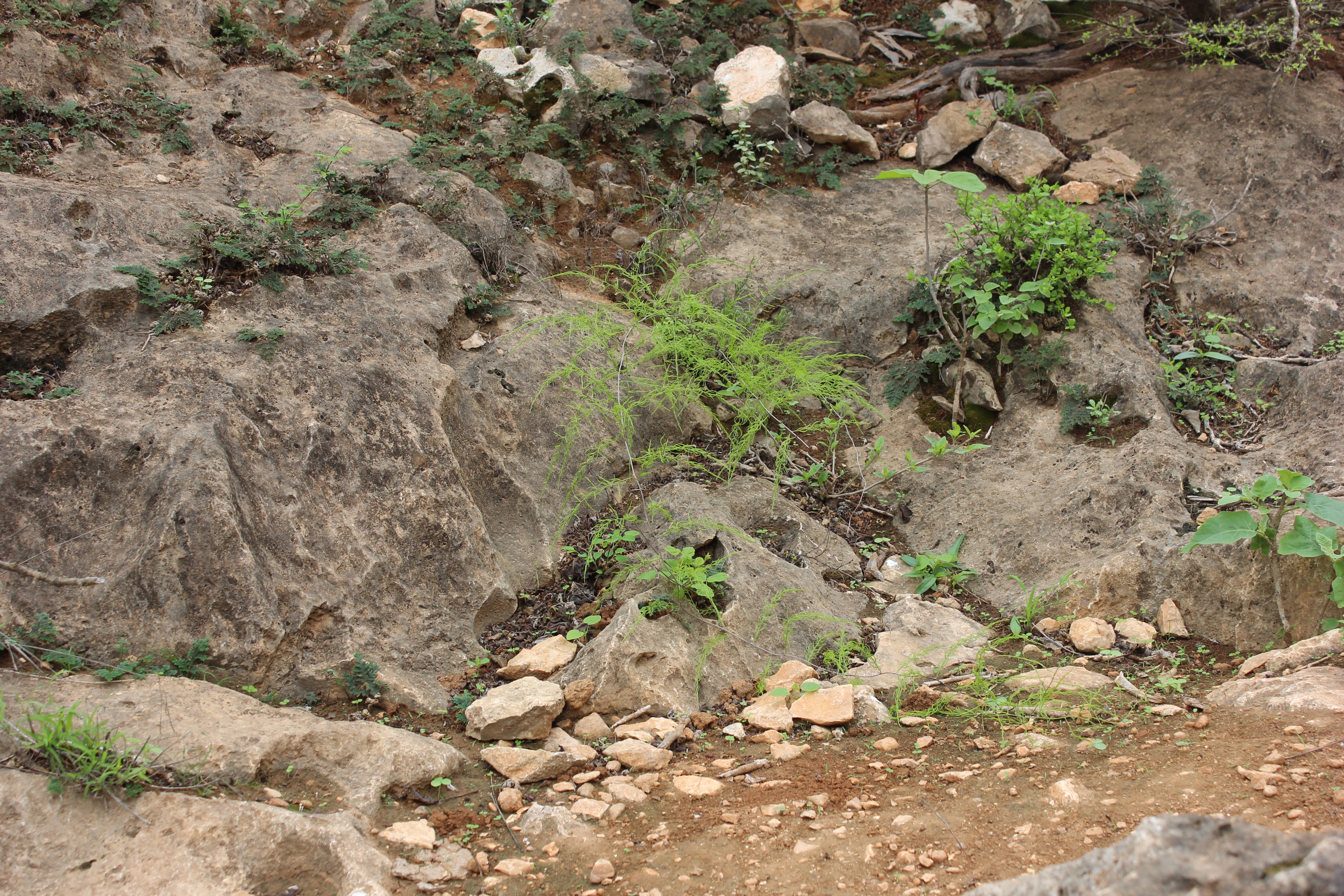 Plant Image